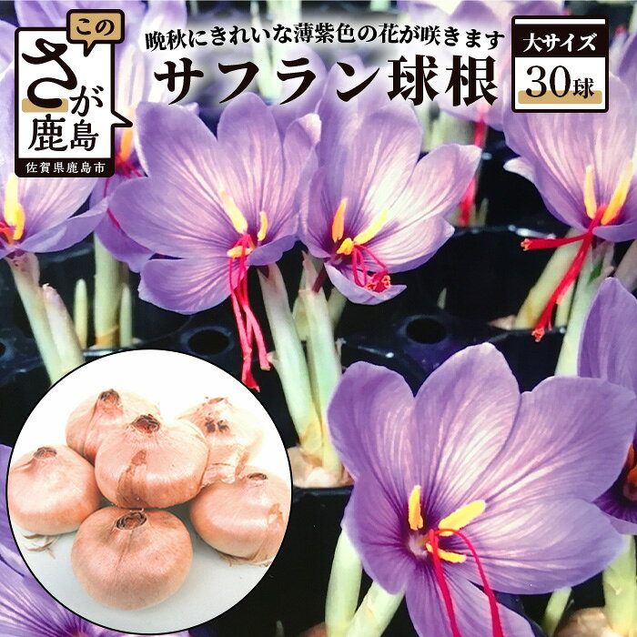 貴重 国産 サフラン 球根 30球 大サイズ（4cm程度） 花 佐賀県 鹿島市 送料無料 【7月〜11月の期間でお届け】B-435