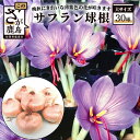 【ふるさと納税】貴重 国産 サフラン 球根 30球 大サイズ（4cm程度） 花 佐賀県 鹿島市 送料無料 【7月～11月の期間でお届け】B-435