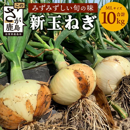 鹿島産 新たまねぎ 約10kg (MLサイズ）| ふるさと納税 玉葱 野菜 玉ねぎ タマネギ 国産 佐賀県 鹿島市 ふるさと 人気 送料無料 【2024年4月から順次出荷中】 b-737