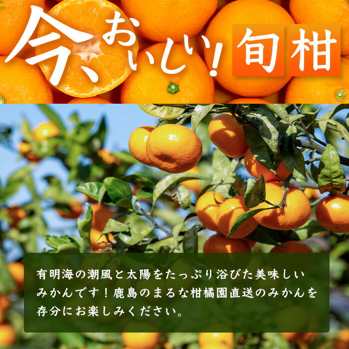 �ڤդ뤵��Ǽ�ǡۤޤ�� ���̱�� ��� �ߤ��� ��9kg ������ 3L (ľ��9cm����)�ʾ� ��2026ǯ1��ʹ�����ͽ�������ߤ��� �ߥ��� ̪�� ���츩 ����Ի� ����̵�� B-262