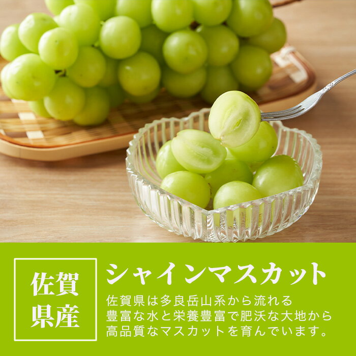 【ふるさと納税】【先行予約】 佐賀県産 シャインマスカット （約1.3kg）「2024年9月上旬～10月上旬配送」果物 季節 旬 フルーツ 佐賀県 鹿島市 冷蔵 期間限定 B-658