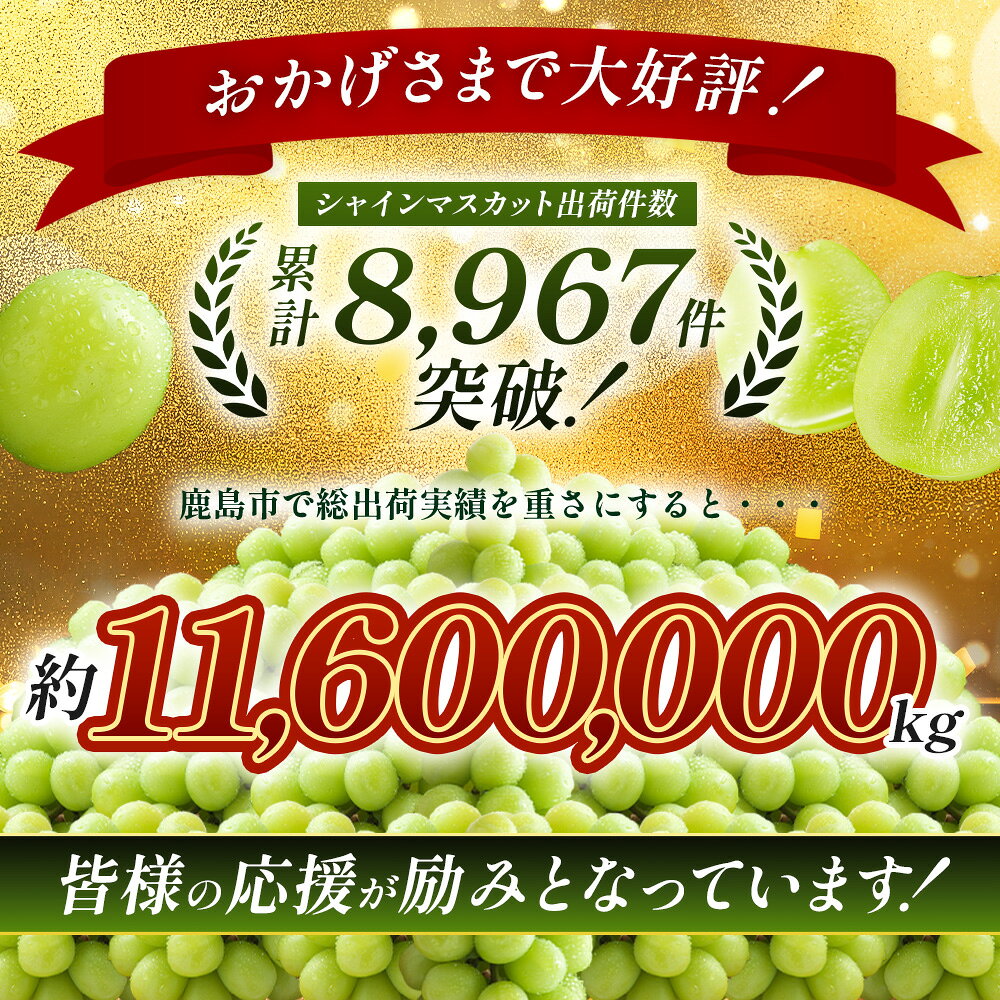 【ふるさと納税】【特別寄付額10000円→9000円】先行予約 シャインマスカット 約650g~2.4kg（1〜6房）佐賀県産 | 2026年8月上旬以降発送 ふるさと納税 ご家庭用 シャインマスカット マスカット ぶどう 葡萄 果物 フルーツ くだもの スイーツ 佐賀県鹿島市 送料無料 B-658