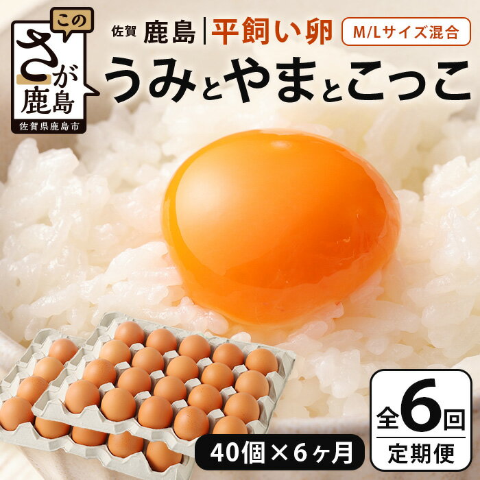 発送月が選べる[定期便 6回]平飼い卵「うみとやまとこっこ」上田養鶏場 たまご40個 × 6ヶ月[合計240個]佐賀県鹿島産 卵 タマゴ H-28 6ヵ月