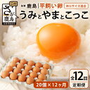 【ふるさと納税】発送月が選べる【定期便 12回】平飼い卵「うみとやまとこっこ」上田養鶏場 たまご20個 × 12ヶ月【合計240個】佐賀県鹿島産 卵 タマゴ I-32 12ヵ月