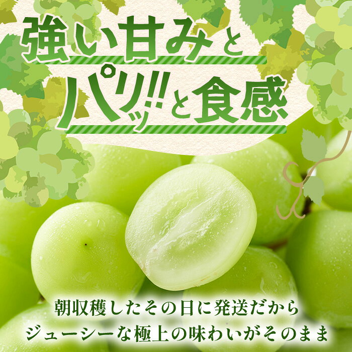 【ふるさと納税】朝採れ即日発送◆数量限定◆シャインマスカット 約2kg 3〜4房【先行予約】【2026年8月中旬〜9月下旬配送予定】鮮度第一 可愛いラッピングで贈り物にも◎ ご褒美 プレゼント 贈答 ギフト 果物 葡萄 ぶどう マスカット 野菜 佐賀 鹿島市 人気 送料無料 C-38 f412074-kashima-10000518 佐賀県鹿島市 サンプル画像2