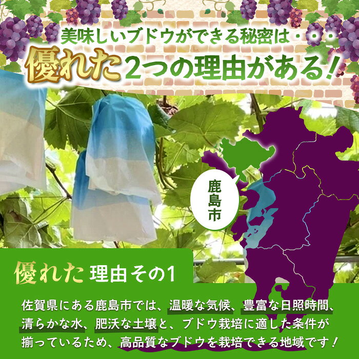 【ふるさと納税】朝採れ即日発送◆数量限定◆シャインマスカット 約2kg 3〜4房【先行予約】【2026年8月中旬〜9月下旬配送予定】鮮度第一 可愛いラッピングで贈り物にも◎ ご褒美 プレゼント 贈答 ギフト 果物 葡萄 ぶどう マスカット 野菜 佐賀 鹿島市 人気 送料無料 C-38 f412074-kashima-10000518 佐賀県鹿島市 サンプル画像3