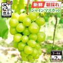 13位! 口コミ数「0件」評価「0」数量限定【先行予約】シャインマスカット 約2kg 3〜4房【2024年8月中旬〜9月下旬配送予定】朝採れ 新鮮 生産者直送 ぶどう 果物 フ･･･ 