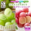 【ふるさと納税】朝採れシャインマスカット&クイーンニーナ食べ比べセット約2kg 3〜4房【先行予約】【2025年8月下旬〜9月下旬配送予定】ふるさと納税 マスカ...
