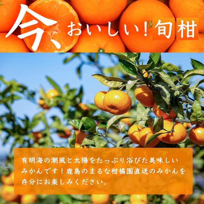 【ふるさと納税】鹿島市産　まるな柑橘園の温州みかん 毎週1回・全4回お届け 定期便 | 期間限定 果物 フルーツ 佐賀県 鹿島市 国産 送料無料 F-62 f412074-kashima-10001747 佐賀県鹿島市 サンプル画像2