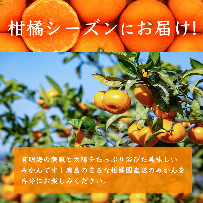 【ふるさと納税】柑橘シーズン限定！　みかん定期便 全6回｜温州みかん4回＋みかんジュース＋南津海｜まるな柑橘園 期間限定 果物 フルーツ 佐賀県 鹿島市 国産 送料無料 I-34 f412074-kashima-10001748 佐賀県鹿島市 サンプル画像2