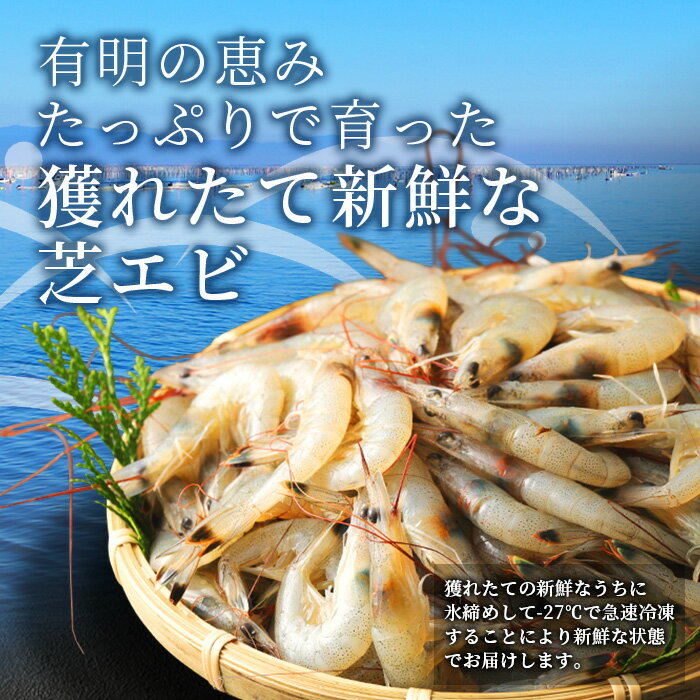 【ふるさと納税】【緊急支援品】有明海産 芝エビ 真エビ 2.5kg (500g×5パック) | ふるさと納税 えび 海老 芝海老 冷凍えび 国産 佐賀県 鹿島市 ふるさと 人気 送料無料 B-357