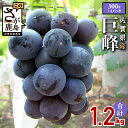【ふるさと納税】【先行予約】【数量限定】毎年人気の巨峰◆佐賀県 鹿島市産 巨峰 【300g×4パック 計1.2kg 】 ふるさと納税 巨峰 ぶどう 葡萄 果物 ...