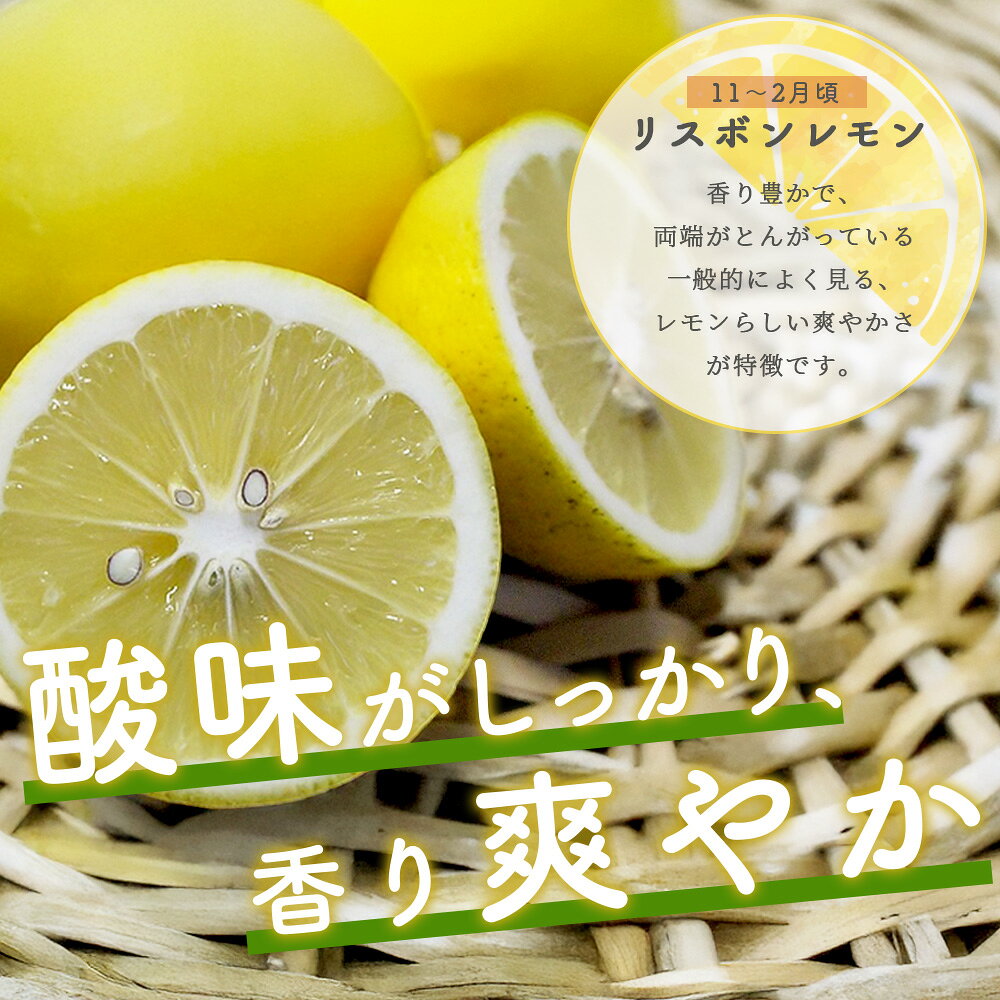 【ふるさと納税】オーガニック レモン【 2.5kg】レモン 檸檬 れもん 宝韶寿レモン 料理 菓子 お酒 生搾り サワー 薬味 安心安全 佐賀県 鹿島市 ふるさと 人気 送料無料 B-91 f412074-kashima-10000256 佐賀県鹿島市 サンプル画像3