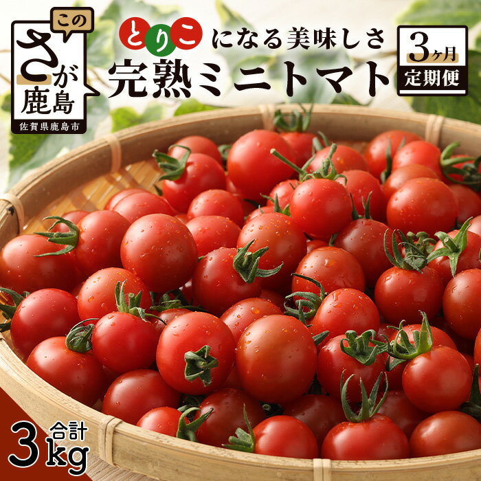 【ふるさと納税】 【先行予約】 【3回定期便】完熟 ミニトマト Ricotomato 1kg 月1回 年3回発送 合計3kg 野菜 とまと トマト 佐賀産 佐賀県 鹿島市 送料無料 【2023年12月から出荷】 E-68