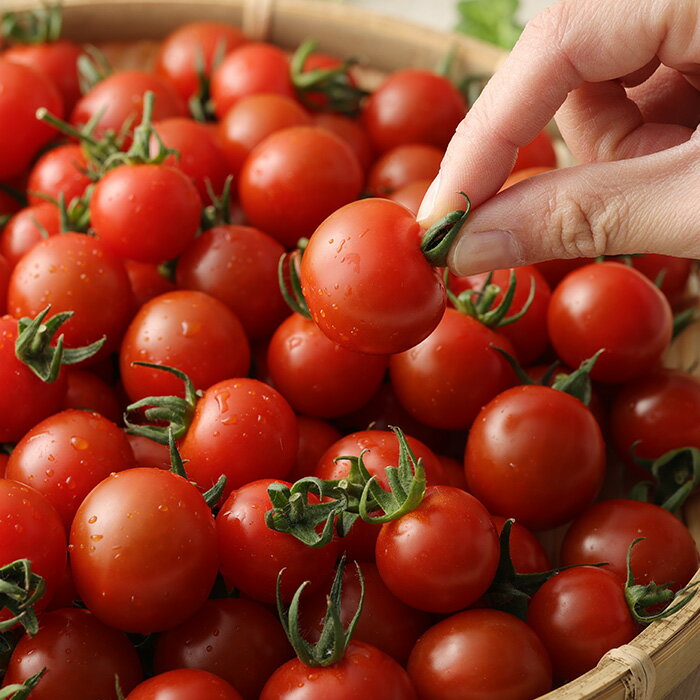 【ふるさと納税】 【先行予約】 【3回定期便】完熟 ミニトマト Ricotomato 1kg 月1回 年3回発送 合計3kg 野菜 とまと トマト 佐賀産 佐賀県 鹿島市 送料無料 【2023年12月から出荷】 E-68