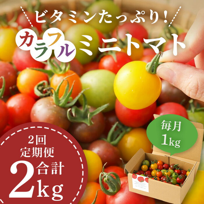 【ふるさと納税】【先行予約】【2回定期便】カラフルミニトマト Ricotomato 1kg 月1回 年2回発送 野菜 とまと トマト 佐賀産 佐賀県 鹿島市 送料無料 春 夏 旬 【2023年12月から出荷】 D-92