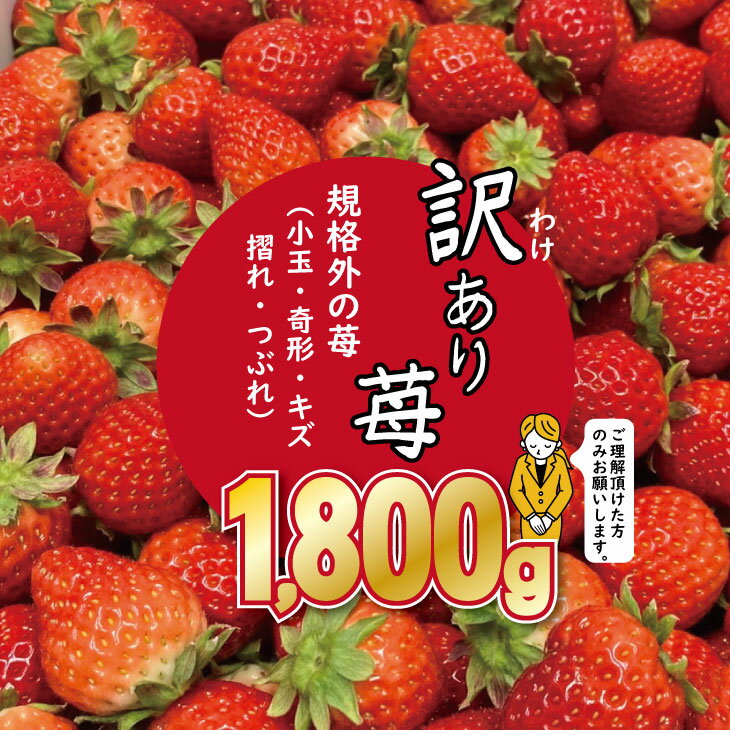 【ふるさと納税】【先行予約】訳あり 苺（1.800g）ふるかわ農園 イチゴ いちご 大量 段ボール配送 加工品用