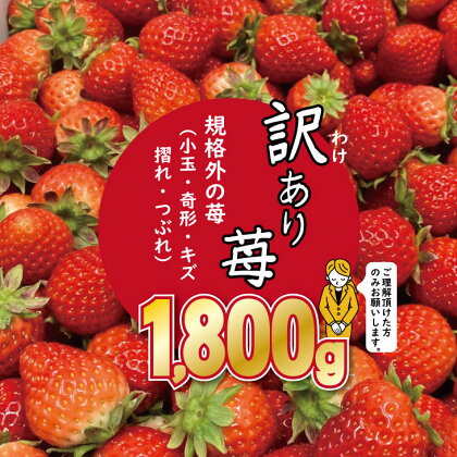 【先行予約】訳あり 苺（1.800g）ふるかわ農園 イチゴ いちご 大量 段ボール配送 加工品用