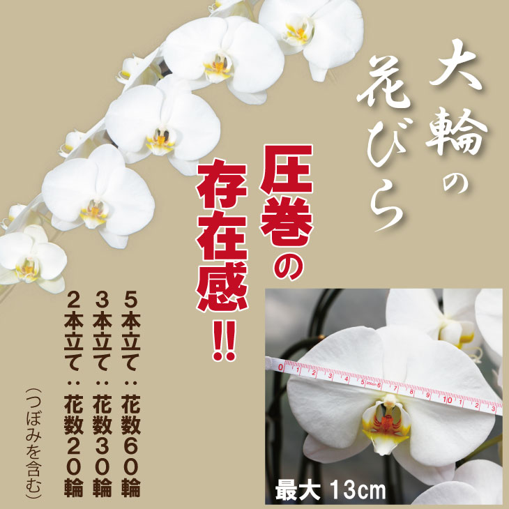 【ふるさと納税】【選べる本数】大輪 胡蝶蘭（ 2本立 ・ 3本立 ・ 5本立 ）産地直送便 お祝い 贈答用 名前入れ可能 立て札OK 【D580-001】