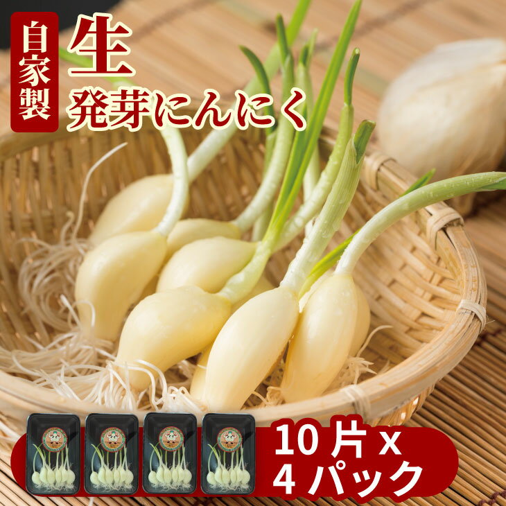 水耕栽培 ニンニク セット(4パック)送料無料 健康志向 臭い少なめ にんにく[A070-034]