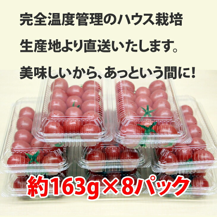 【ふるさと納税】真子のミニトマト（1,3kg）味の濃い ビタミン豊富 完熟 プチトマト 特別栽培 新鮮　採れたて 佐賀県産 送料無料