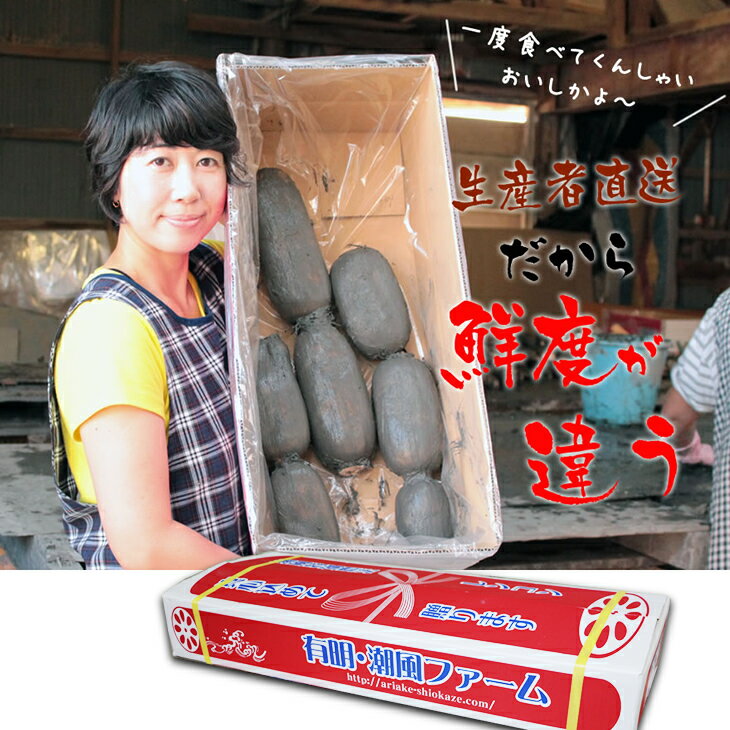 【予約開始】【ふるさと納税】大人気！佐賀県産泥付きレンコン（3kg） 送料無料 農家直送 九州 佐賀 続々高評価 蓮根 野菜 根菜 サラダ マリネ