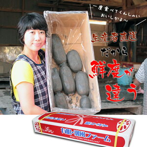 【ふるさと納税】大人気！佐賀県産泥付きレンコン（3kg）　送料無料　農家直送 続々高評価