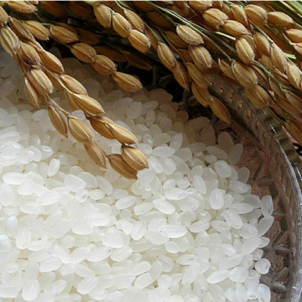 【ふるさと納税】【令和7年産 新米先行受付】さがびより 精米 5kg×2【2ヶ月定期便】【さがびより 精米 10kg お米 おいしい ランキング 人気 国産 佐賀県産 ブランド 地元農家】(H061568)
