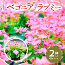 【ふるさと納税】【先行受付9月より発送 数量・期間限定】鉢花 ベゴニア・ラブミー 5号鉢×2鉢【鉢花 ふるさと納税 敬老の日ギフト ベゴニア】(H069115)