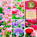 【ふるさと納税】【先行受付9月より発送 数量・期間限定】鉢花 定期便 3回(9月・11月・1月)【鉢花 ふるさと納税 定期便】(H069117)