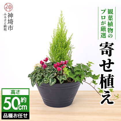 【クリスマス】アレンジ観葉植物　50サイズ (H086108)