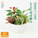 【ふるさと納税】オリジナルアレンジ観葉植物 Mサイズ【寄せ植え インテリア リビング 室内 グリーン 植物 癒し リフレッシュ】 (H086105)