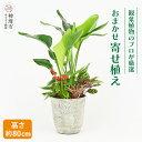 【ふるさと納税】オリジナルアレンジ観葉植物 Lサイズ【寄せ植え インテリア リビング 室内 グリーン 植物 癒し リフレッシュ】 (H086106)