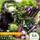 12位! 口コミ数「0件」評価「0」【6品 / 48回定期便】農薬に頼らない！カラダにやさしい「イタリア野菜」セット（ショート）【吉野ヶ里あいちゃん農園】[FAA016]