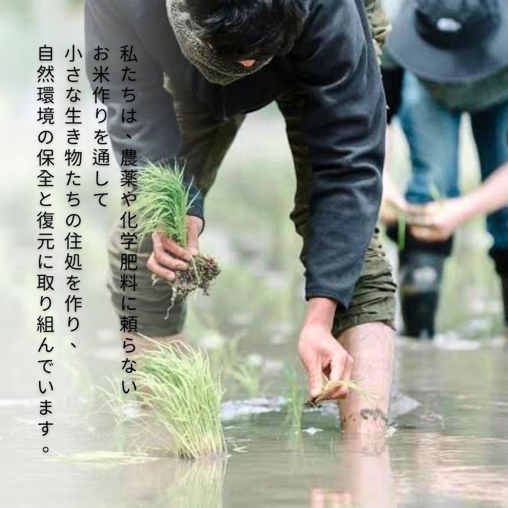 農薬や化学肥料に頼らない、自然の力で育ったお米です　【ふるさと納税】【令和7年新米】ちぎり米 (「さがびより」、「ヒノヒカリ」、「夢しずく」から1種類 選択不可)【内容量が選べる 5kg 10kg 栽培期間中農薬不使用米 佐賀県産 米 お米 コメ こめ 国産 美味しい】K091P001