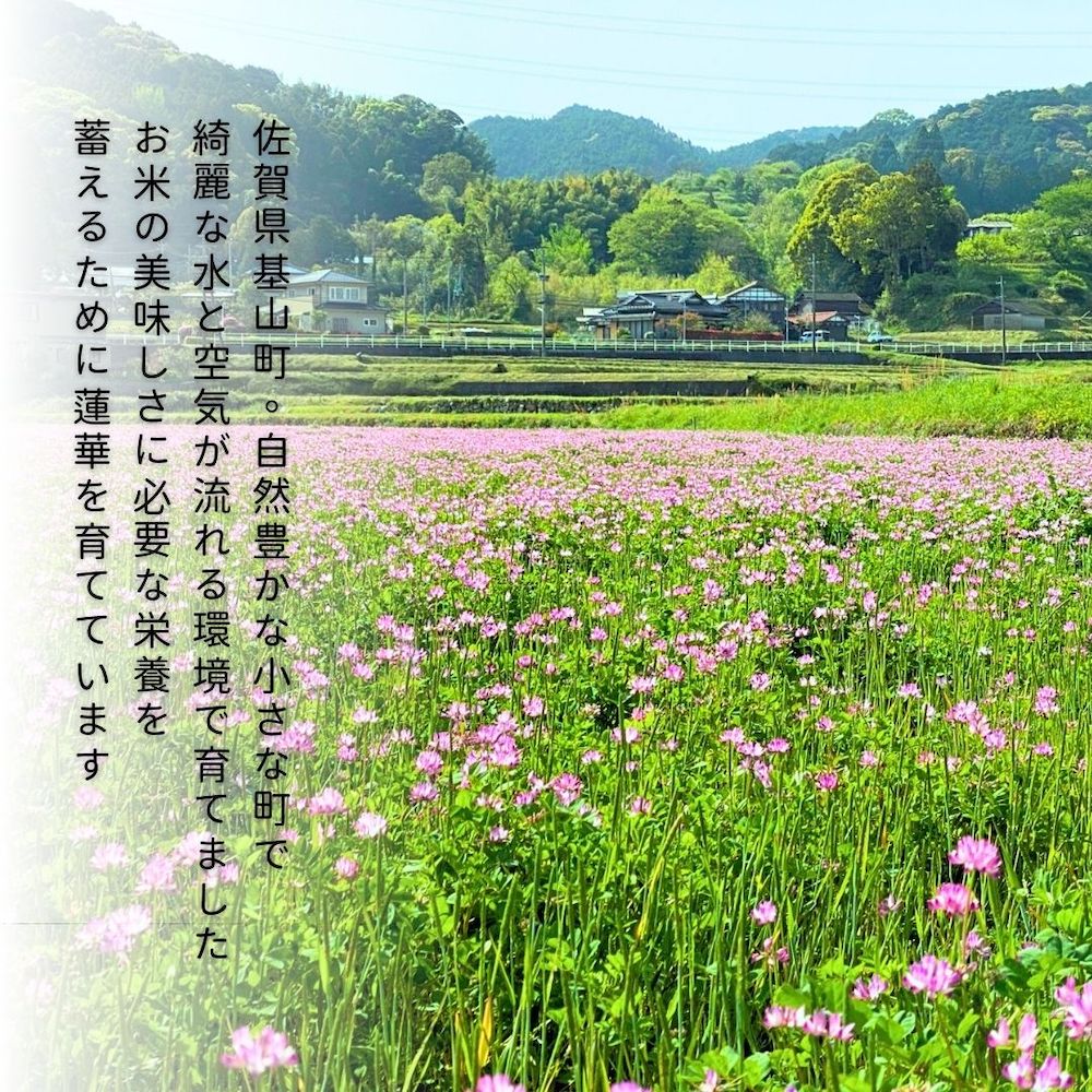 農薬や化学肥料に頼らない、自然の力で育ったお米です　【ふるさと納税】【令和7年新米】ちぎり米 (「さがびより」、「ヒノヒカリ」、「夢しずく」から1種類 選択不可)【内容量が選べる 5kg 10kg 栽培期間中農薬不使用米 佐賀県産 米 お米 コメ こめ 国産 美味しい】K091P001