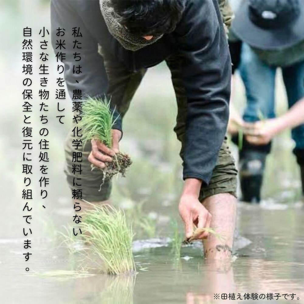 農薬や化学肥料に頼らない、自然の力で育ったお米です　【ふるさと納税】【令和7年新米】ちぎり米 (「さがびより」、「ヒノヒカリ」、「夢しずく」から1種類 選択不可)【内容量が選べる 5kg 10kg 栽培期間中農薬不使用米 佐賀県産 米 お米 コメ こめ 国産 美味しい】K091P001