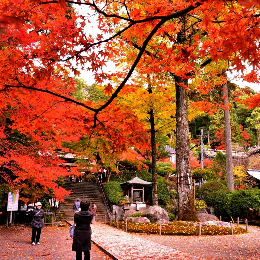 【ふるさと納税】大興善寺契園入園・お茶席券【大人旅 癒し つつじ もみじ もみじ狩り 紅葉 新緑 山歩...