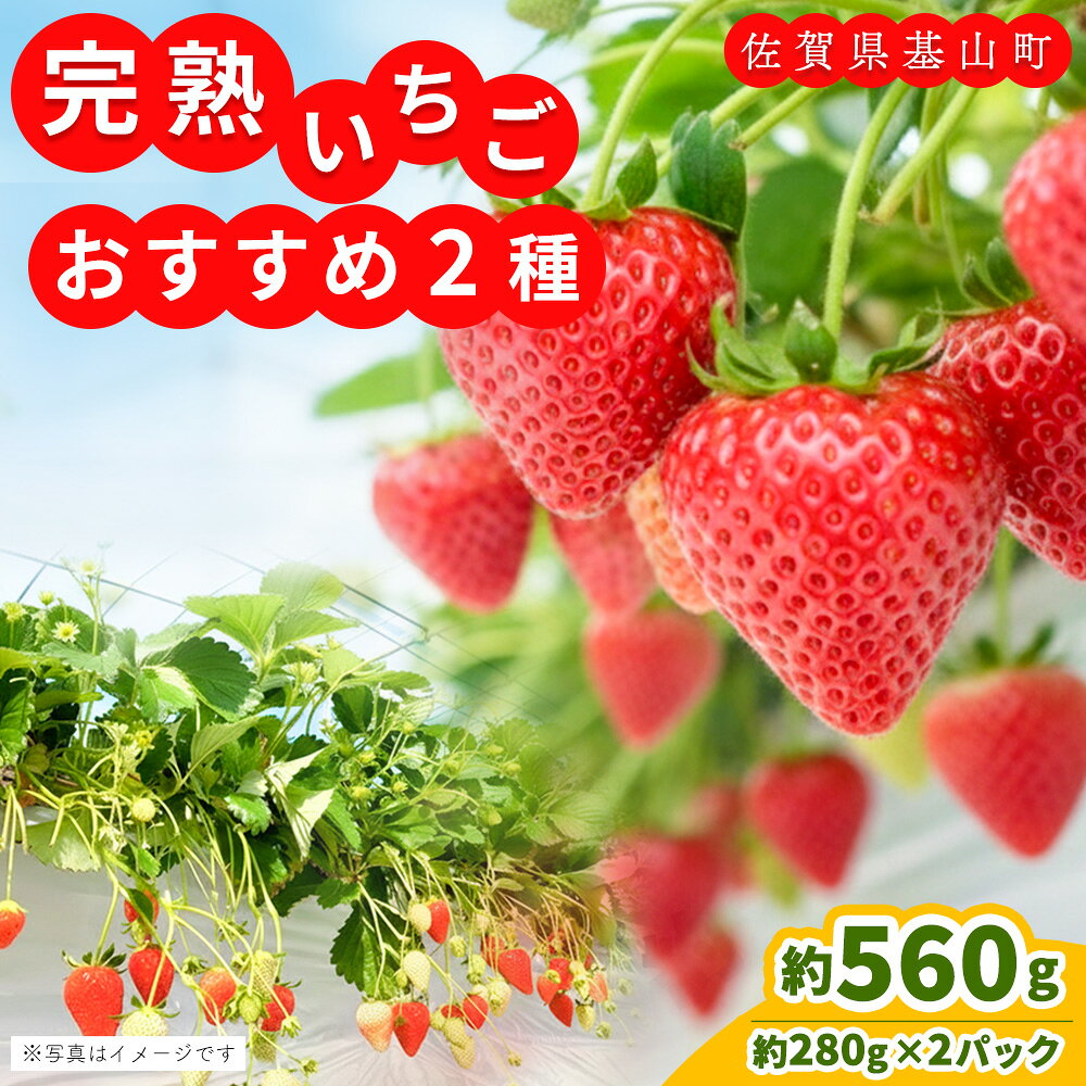 [先行受付 2026年1月より発送][農場直送!]いちご2品種食べ比べ(約280g×2P)[ふるさと納税 基山町産 いちご イチゴ 朝採れ 完熟果]K100009