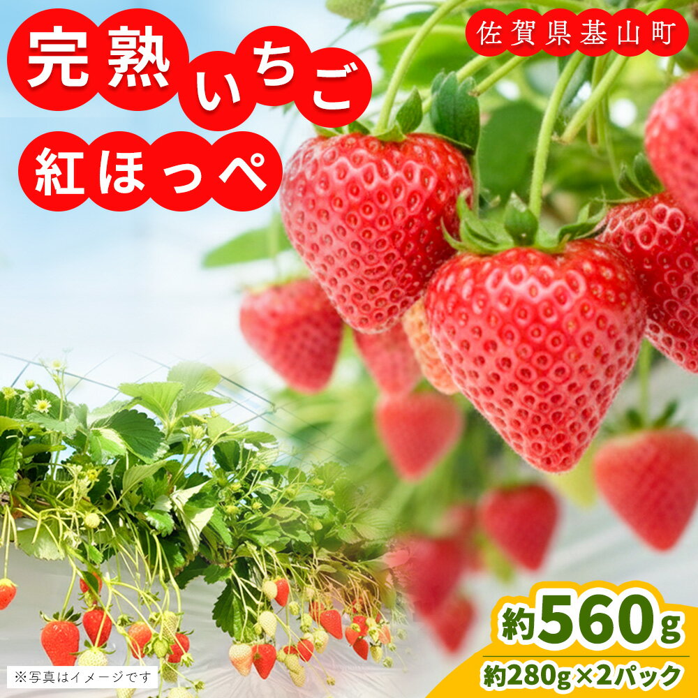 [先行受付 2026年1月より発送][農場直送!]紅ほっぺ(約280g×2P)[ふるさと納税 基山町産 いちご イチゴ 朝採れ 完熟果]K100005