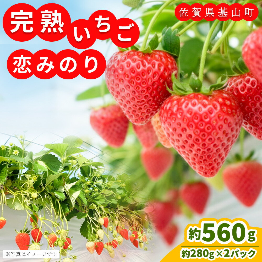 [先行受付 2026年1月より発送][農場直送!]恋みのり(約280g×2P)[ふるさと納税 基山町産 いちご イチゴ 朝採れ 完熟果]K100007