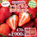 【ふるさと納税】★2026年出荷の先行予約★ いちご いちごさん さがほのか 数量限定 イチゴ 苺 いちご 甘い フルーツ 高品質 朝摘み 産直 アフター保証 高級 贈答用 人気 いちごさん 農林水産大臣賞 大粒 特別栽培 佐賀県産