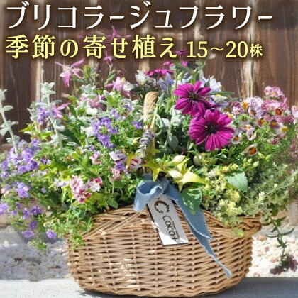 季節の寄せ植え ブリコラージュフラワー 母の日 15~20株使用!! D-593