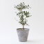 【ふるさと納税】観葉植物「オリーブ」