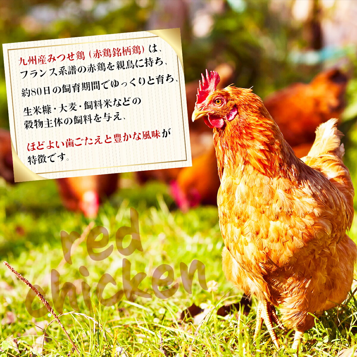 【ふるさと納税】＜定期便 年6回＞みつせ鶏 バラエティ定期便 鶏肉 みつせ鶏 もも むね ささみ 手羽先 手羽元 ぶつ切り 正肉 バラ凍結 冷凍 国産 唐揚げ 親子丼 チキン南蛮 とり天 定期便