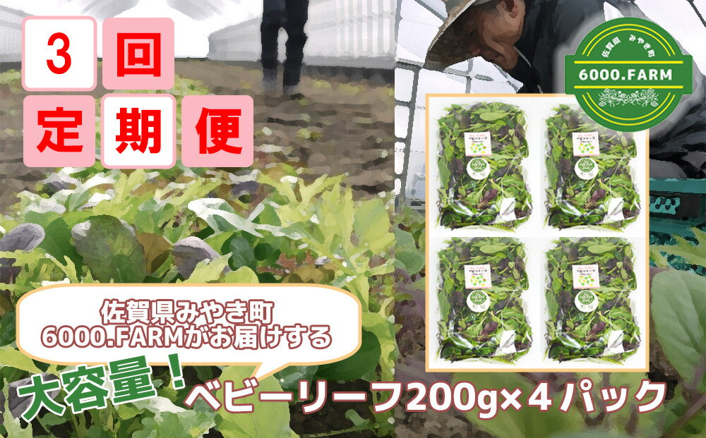 【ふるさと納税】【3回定期便】大容量ベビーリーフ200g×4セット 有機JAS認証取得 野菜 葉野菜 サラダ 国産 直送（FV006）