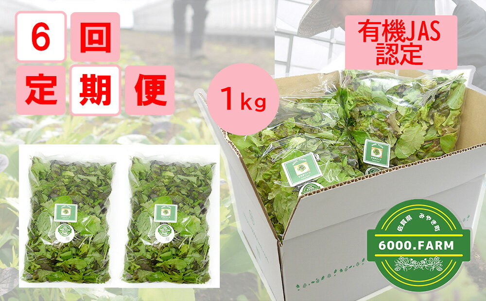[6回定期便][飲食店御用達]有機JAS認証サラダリーフMix(500g×2袋 合計1kg)新鮮 野菜 直送