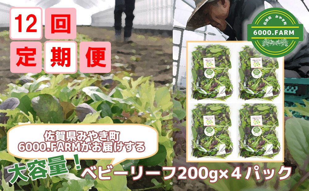 【ふるさと納税】【12回定期便】大容量ベビーリーフ200g×4セット 有機JAS認証取得 野菜 葉野菜 サラダ ..