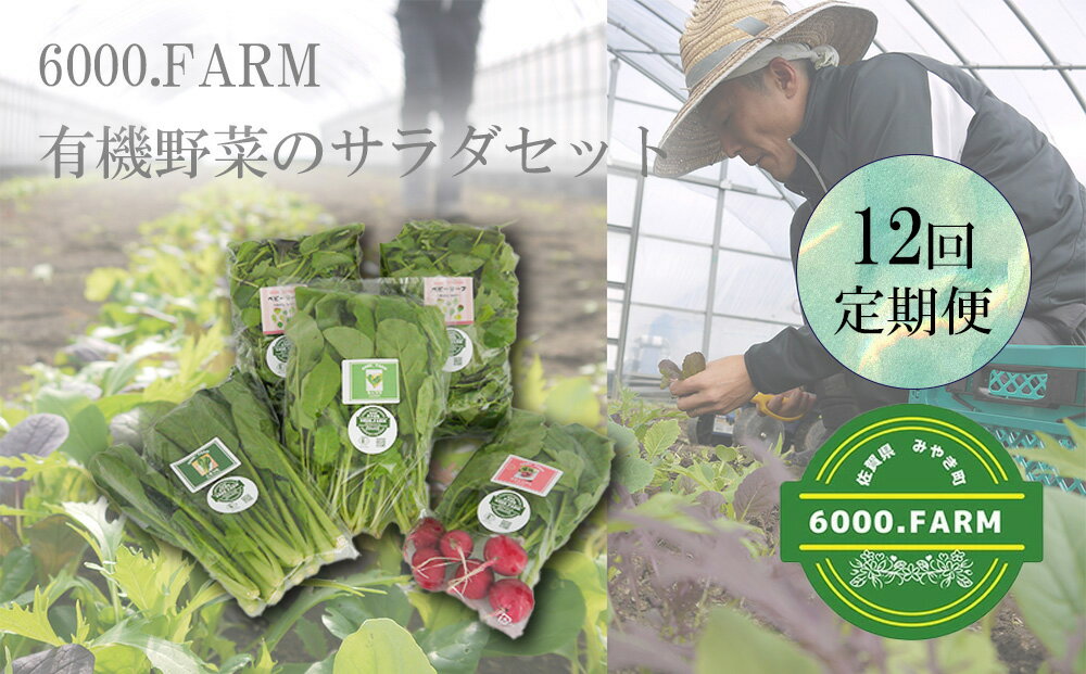 【12回定期便】6000.FARMの有機野菜のサラダセット（FV020）