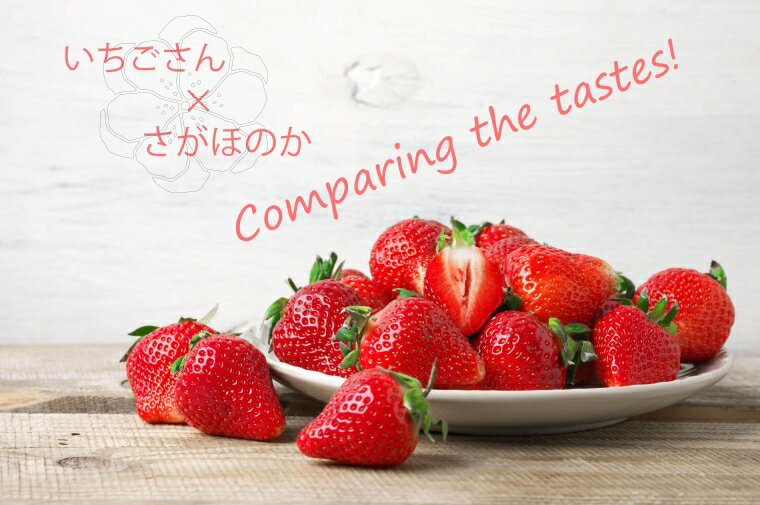 【ふるさと納税】いちご食べ比べ　いちごさん　さがほのか（BC016）のサムネイル